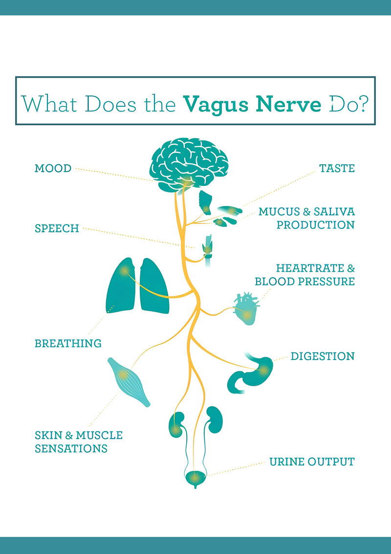 What does the Vagus Nerve do?