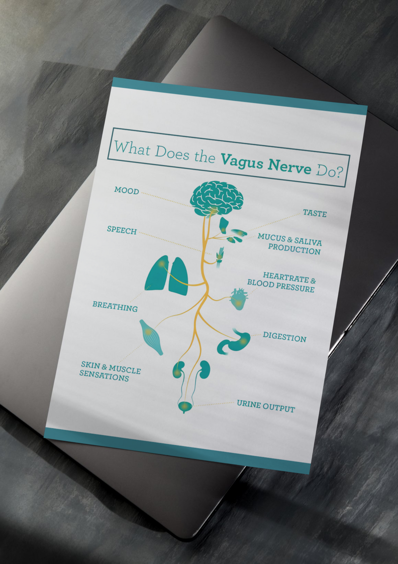 What does the Vagus Nerve do?